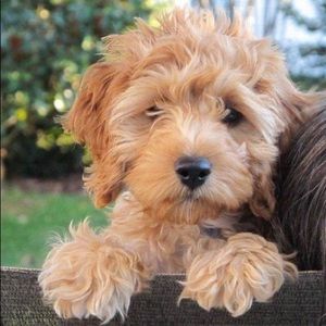 Meet your Posher, Joan